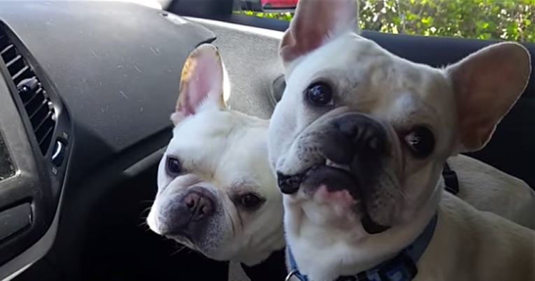 Just Wait And See Why Two Words Make These French Bulldogs So Excited