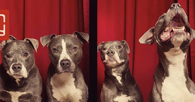 These Pit Bulls In Photo Booth Break Breed Stereotypes