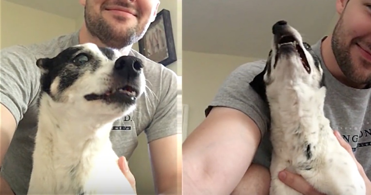 Adorable Dog Has The Most Ridiculous Sounding Sneezes