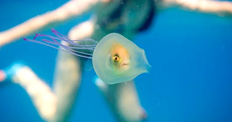 Fish Gets Trapped Inside a Jellyfish