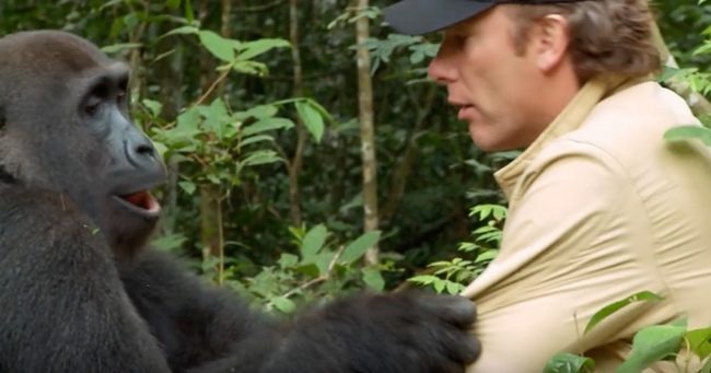 Two Old Friends Reunited In The Jungle, And One of Them's A Gorilla