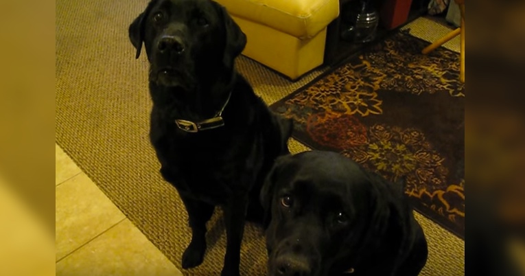 Dog Snitches On Sibling When Asked Who Stole The Cookie
