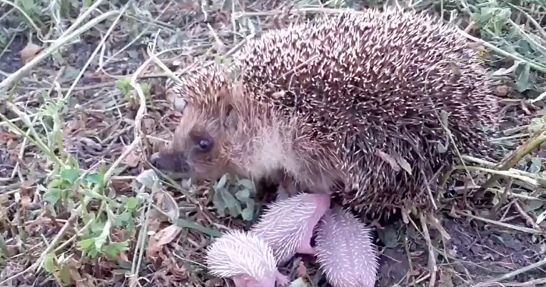 Family Spotted A Rare Mini Hedgehog And Her Even Tinier Babies!
