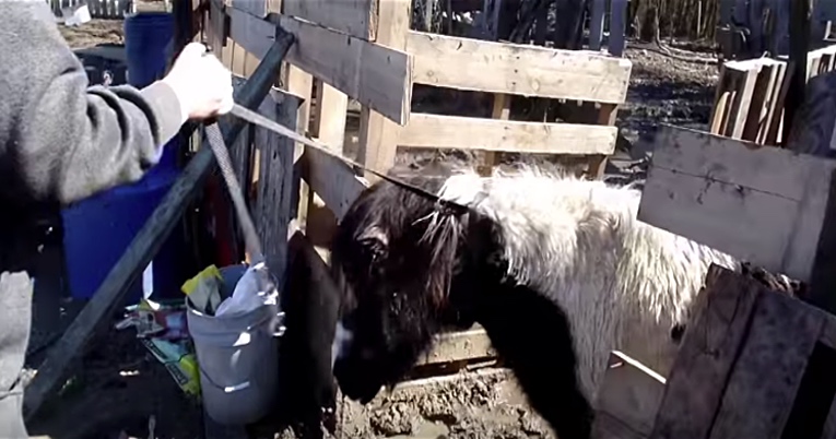 Abused Mini Horse Is Rescued And Has A Great Reaction To His New Home
