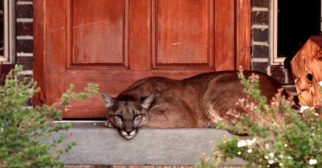 Unexpected, Deadly Visitor Appears on Family Doorstep