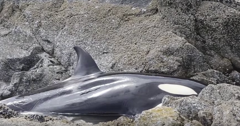 Stranded Orca Cries To Her Rescuers For Help