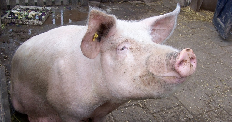This Pig Saved Her Owner From A Heart Attack, This Is Their Story