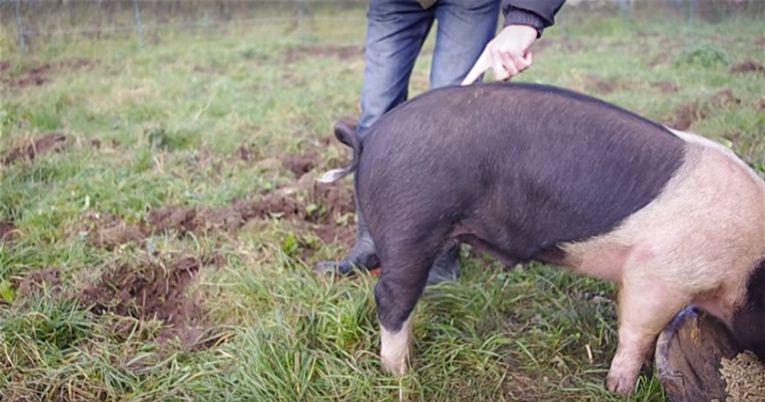 Adorable Pig's Tail Droops With One Simple Trick