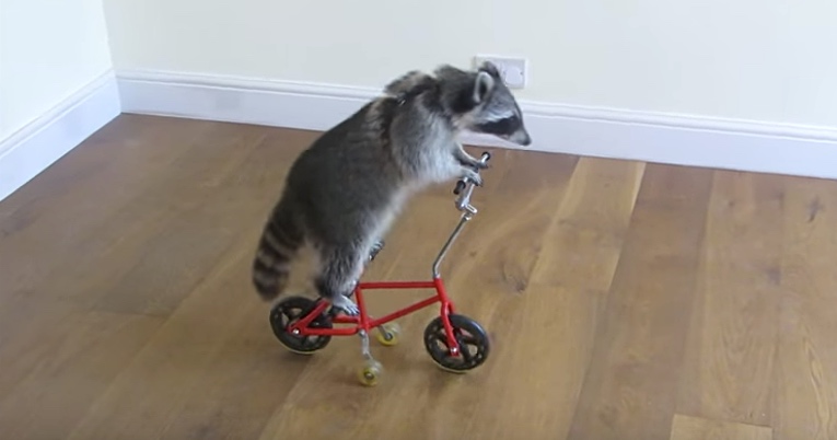 Melanie The Raccoon Knows How To Ride A Bike