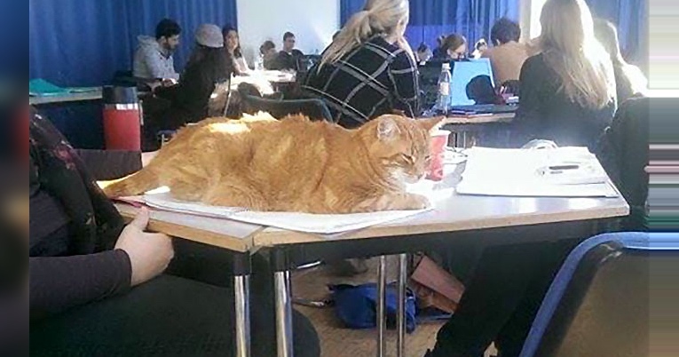 This Cat Goes To A University Every Day, But Not To Study…
