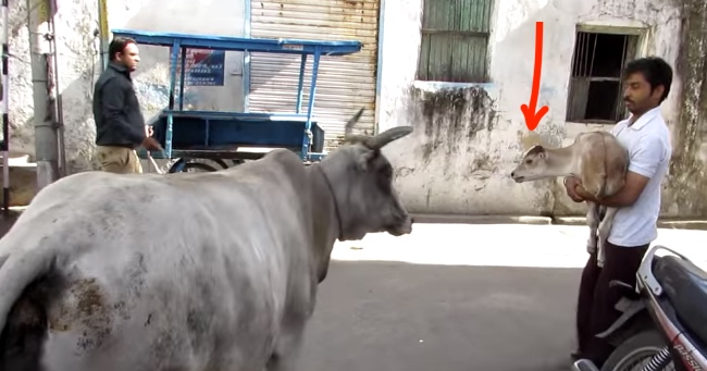 Mother Refuses to Leave Injured Calf's Side