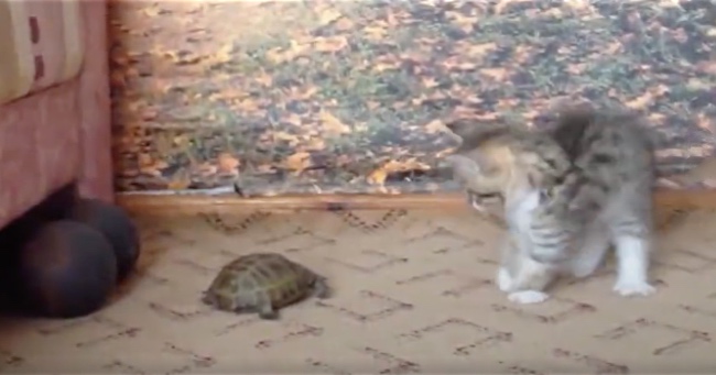 Tiny Kitten Just Can't Handle This Turtle