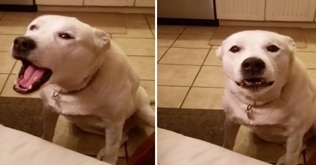 Pet Dog Mocks Human Speech Patterns – "Blah Blah Blah"