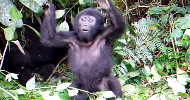 Baby Gorilla Shows Their "Might" By Pounding Their Chest For The First Time
