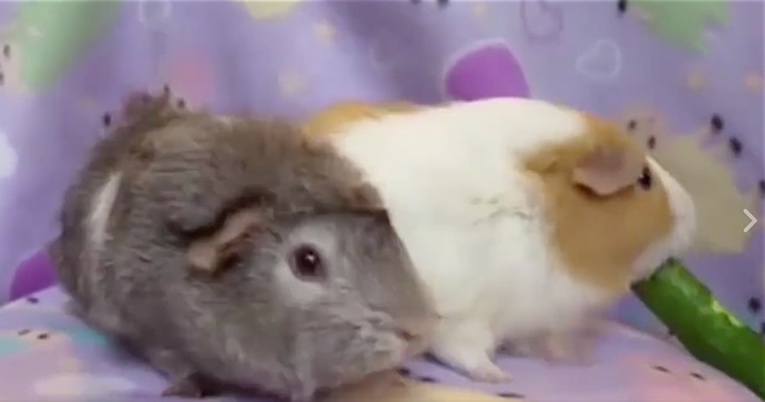 Guinea Pigs Are Adorable, but They're Also Really Greedy