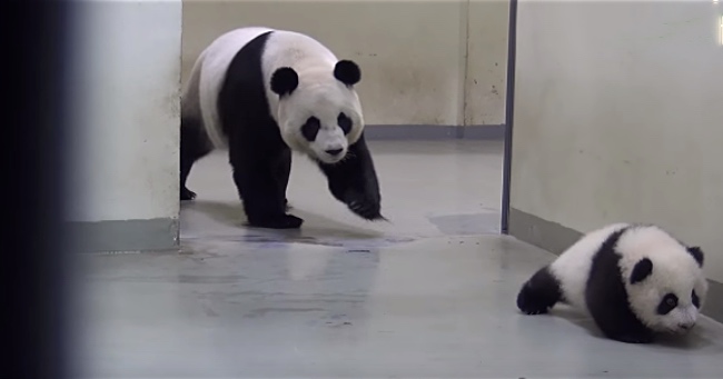 Curious Panda is Put in Her Place By Her Mother