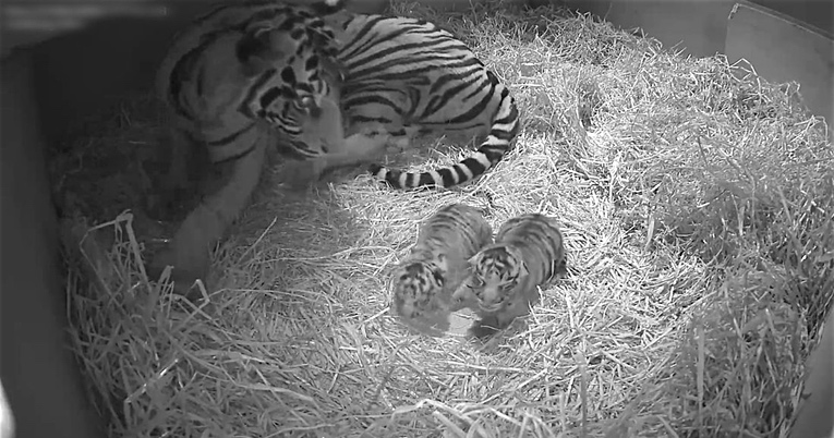A London Zoo Is Now Home To Two Of The World's Rarest Tiger Cubs