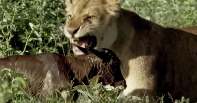 Lioness Is About To Go In For The Kill, But She Has A Change Of Heart