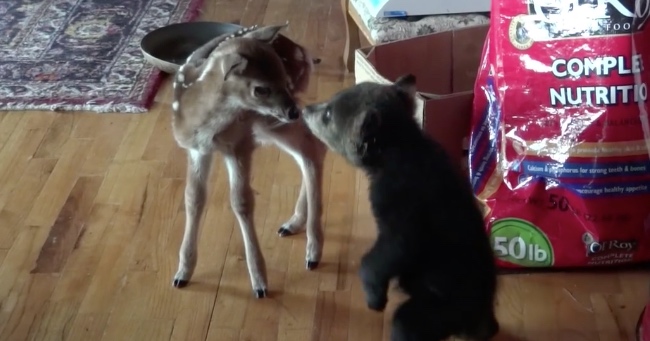 Bear Cub Becomes Best Friends with a Fawn