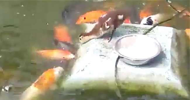 Duck Feeds Its Fish Friends From a Little Metal Bowl