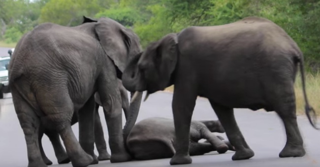 Baby Elephant Collapses In The Road And The Whole Herd Comes To Help