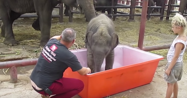 Silly Elephant Makes a Game Out of Bath Time