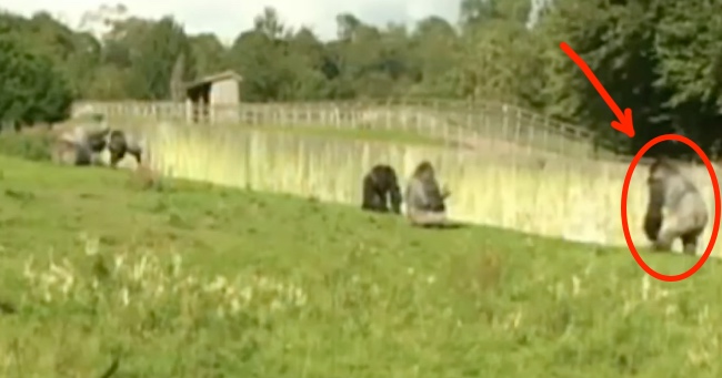The Way This Gorilla Walks Is Making Him Famous Around the World