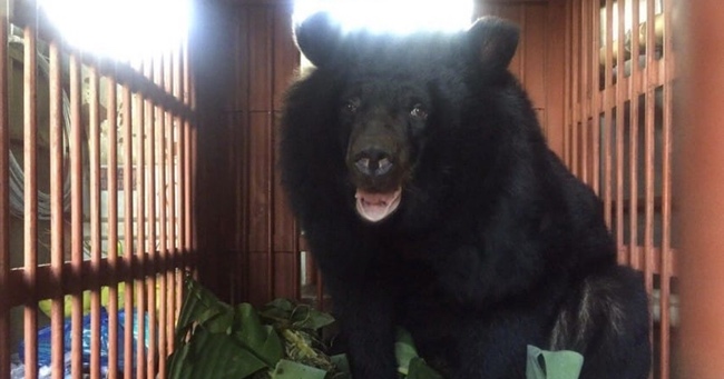 Vietnamese Moon Bear Was Caged For Over A Decade Before Being Rescued