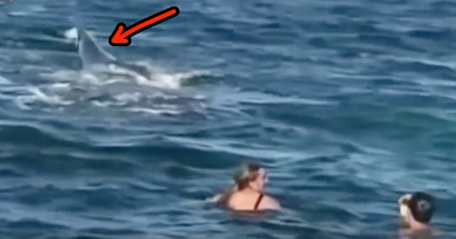 Australian Couple Spent An Afternoon Playing With Whales In The Ocean