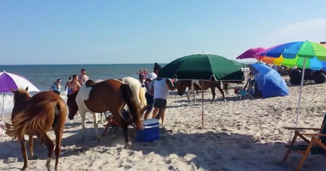 Beach Goers Are Caught Off Guard by Wild Animals Claiming Their Territory