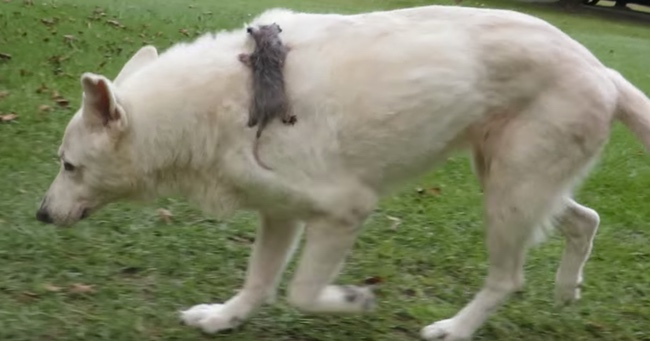 German Shepherd Makes Unlikely Friends with a Baby Opossum