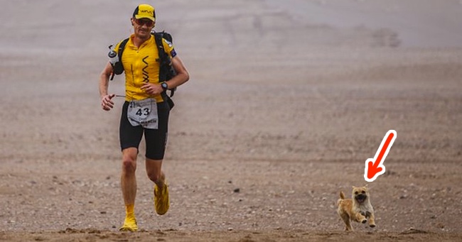 Dog Was Stranded in the Desert When a Marathon Runner Found Him