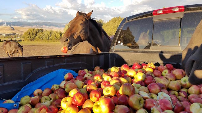 Rescued Horses Are Ecstatic When Given Their Favorite Treat