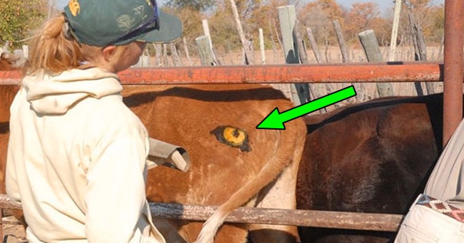 Scientist Attempts to Stop Lions From Killing Livestock By Painting Eyes on Cows' Butts
