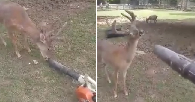 Curious Deer Catches a Face full of Air After Sniffing at a Leaf Blower