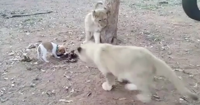Brave Tiny Jack Russel Defends Himself Against Lionesses Circling Him