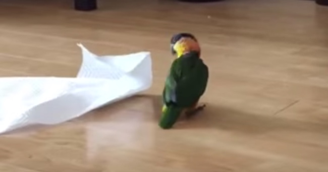 This Parrot Has So Much Fun Playing With Its Favorite Toy: A Paper Towel