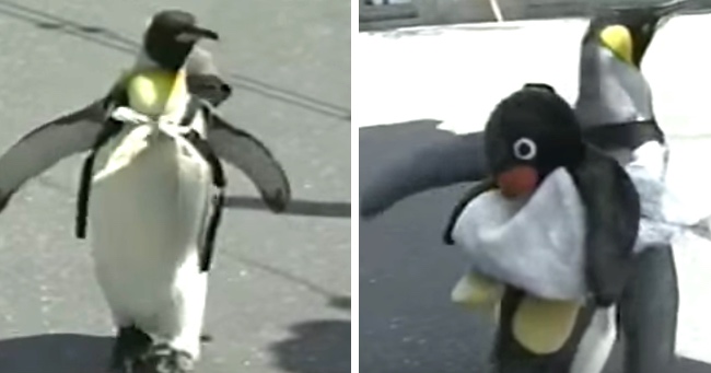 Meet The Penguin That Lives In Japan And Buys Fish From The Market