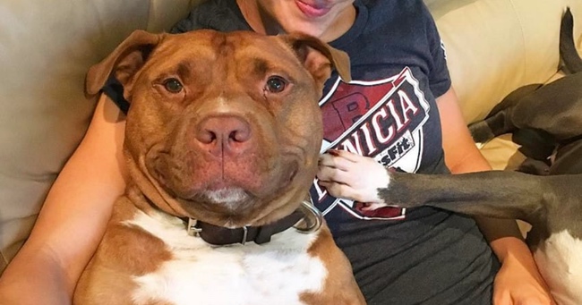 Adorable Pit Bull Mix Shows Beautiful Smile After Being Rescued
