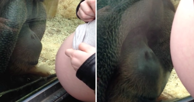 Orangutan Shares His Love For Pregnant Woman's Baby