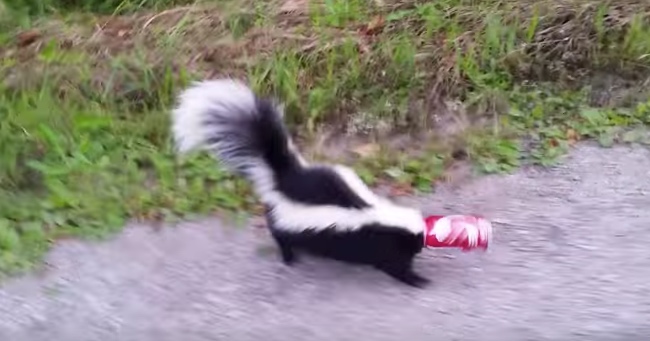 This Man Saved a Skunk's Life and Caught It All on Camera