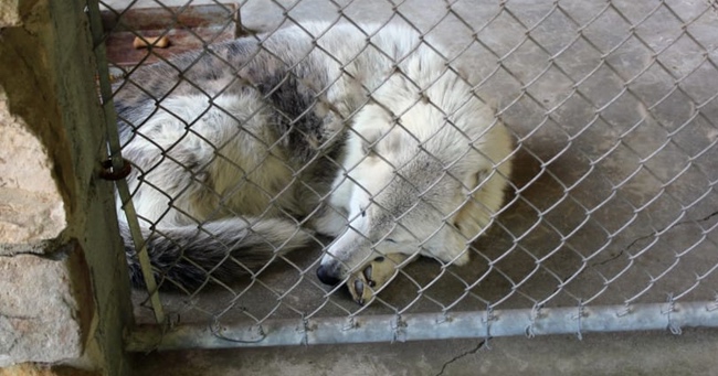 Gray Wolf's Life Is Changed After Leaving Roadside Zoo For Good