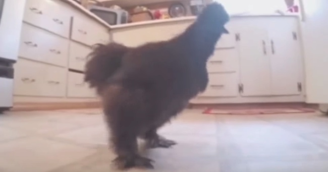 Meet 'Pudder Dudder', A Fluffy Black Hen That Thinks She's A Dog