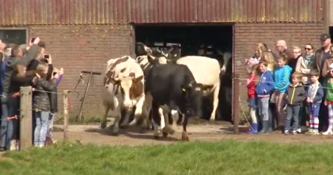 After 6 Long Months, Cows Are Ecstatic After Being Released From Their Stables