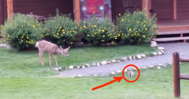 This Fawn and Bunny Playing Together Is Straight Out of a Disney Movie