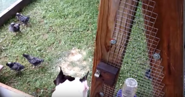 This Pitbull Is Best Friends with These Baby Chicks and Baby Turkey