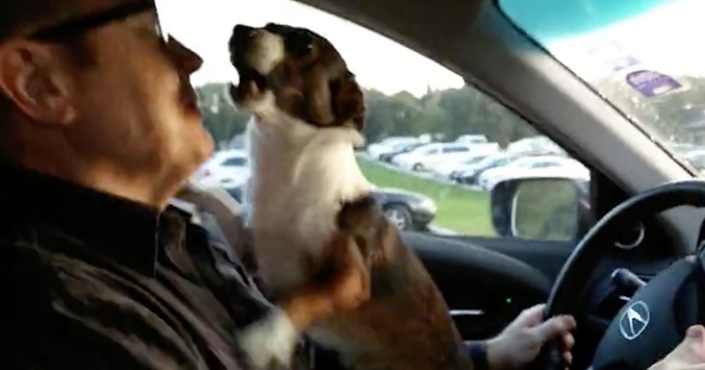 When Puppy Realizes Where He's Going, He Goes Absolutely Crazy
