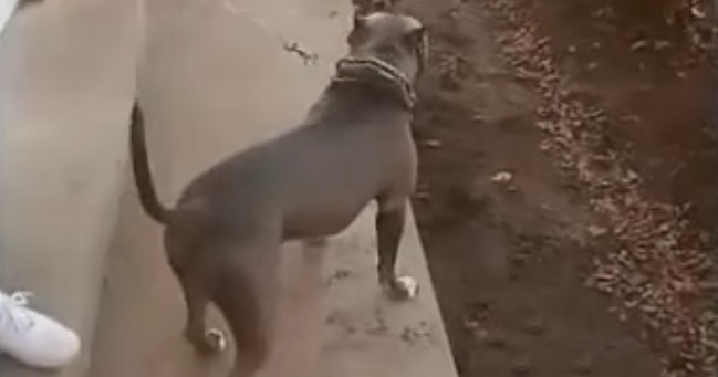Owner Is Shocked When Pit Bull Runs Out To Save Neighbor Who Is Getting Beaten By Her Husband