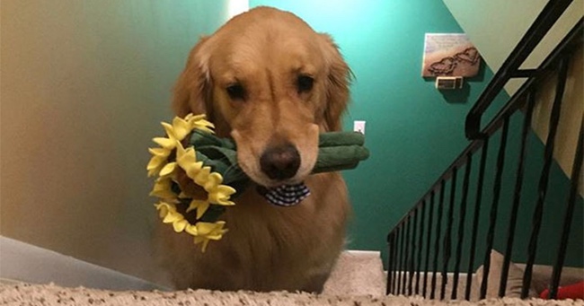 Dog Takes a Different Toy to Bed Every Night