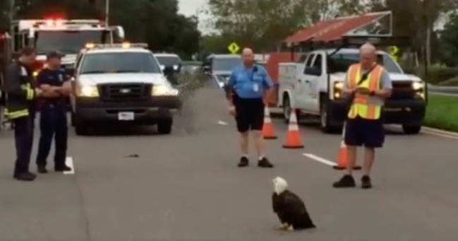 Injured Bald Eagle Gets Rescued By Police After Stopping Traffic On Roadway